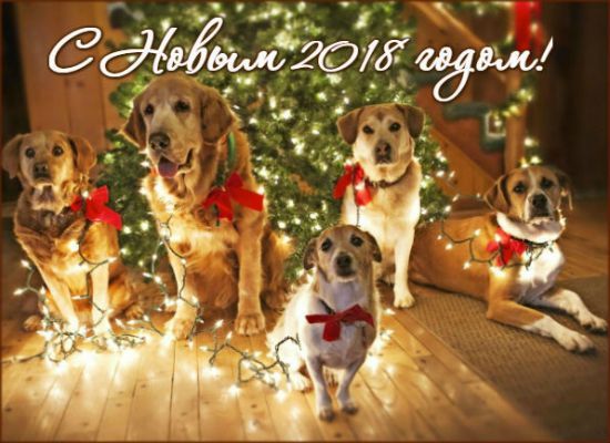 Год собаки 2018